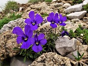 51 Viola dubiana (Viola d Duby)